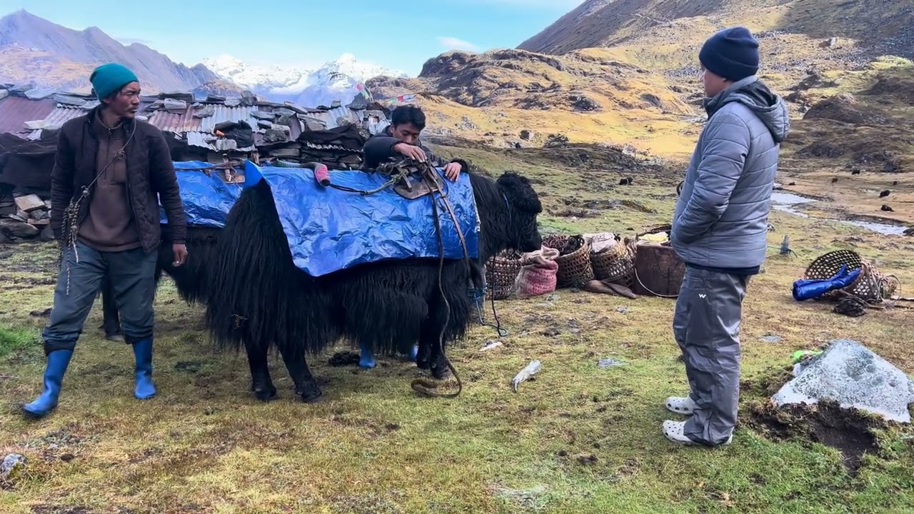 Brokpas#yaks#trekking #camping #scenes #himalaya #mountain #tawang #arunachalpradesh