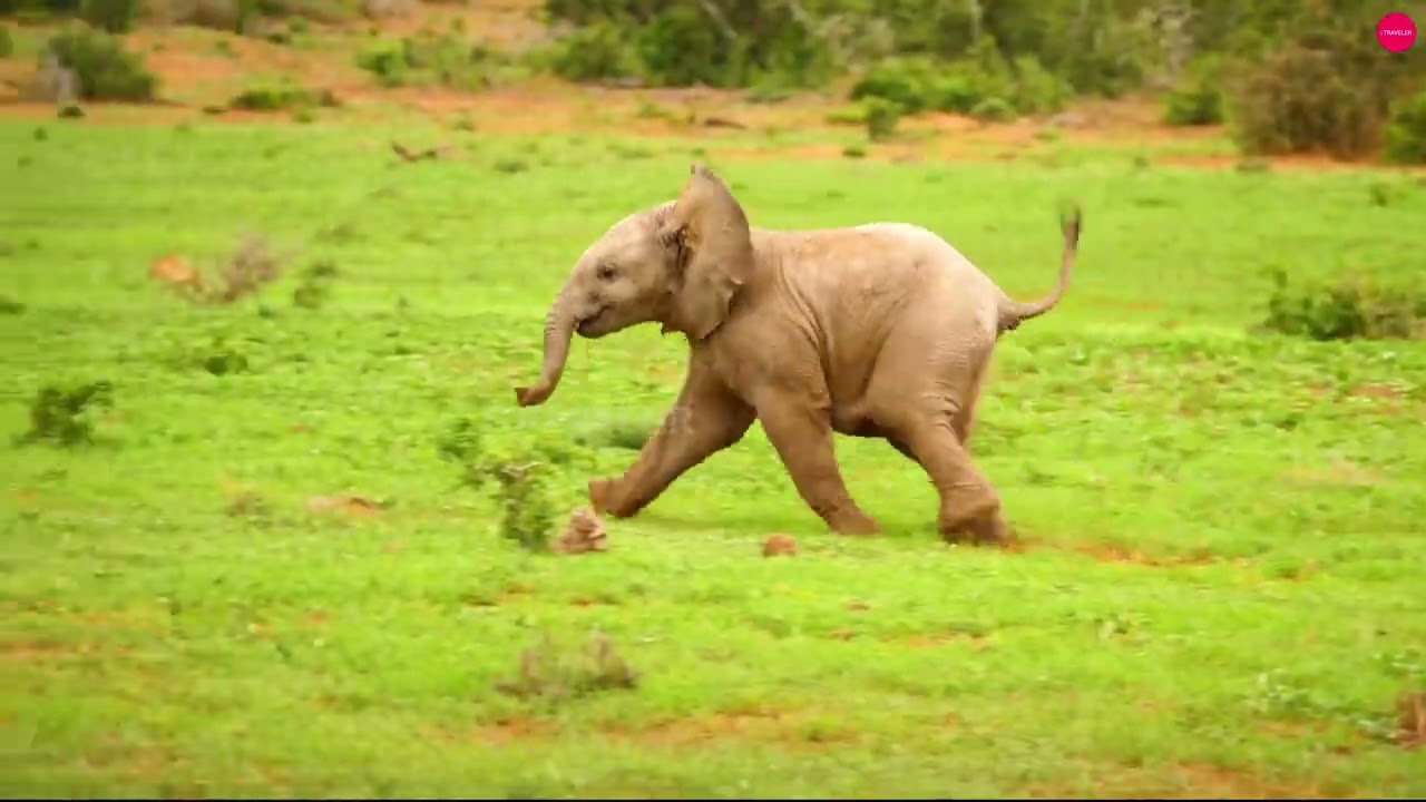 Little Treasures   That Will Make Your Day! 😍🐘#trending #nature #travel #animal#wildlife#elephant
