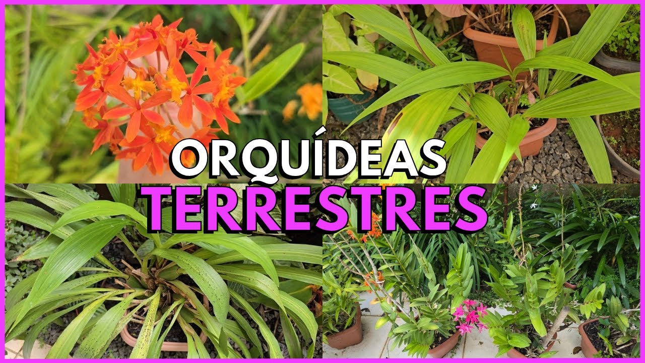 A REALIDADE DO CULTIVO DAS ORQUÍDEAS | TOUR NAS ORQUÍDEAS TERRESTRES ☝️🌸
