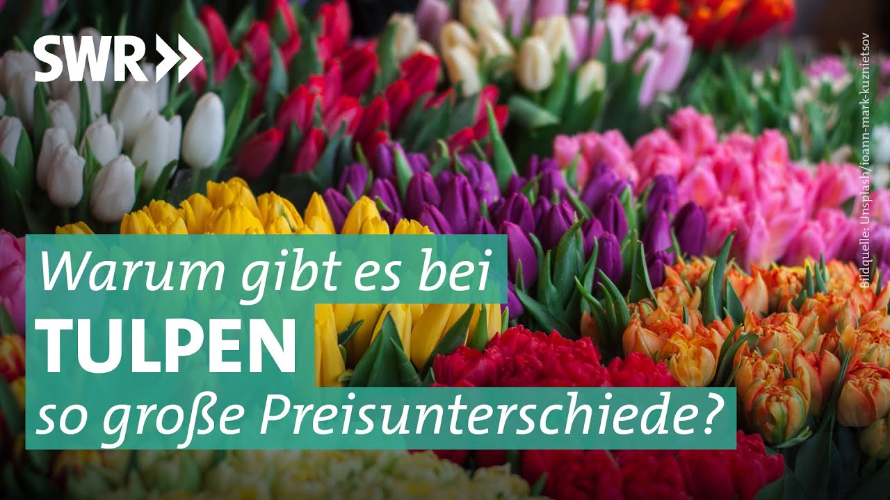Tulpen: Qualität und Preise 2023 | Marktcheck SWR