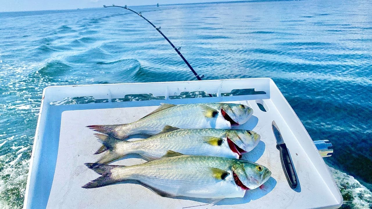 Chesapeake Bay Trolling for Bluefish ‼️🔥 2023 Season