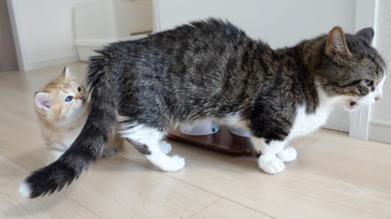 Kitten Chai is still interested in the tail of grandfather cat Coco!