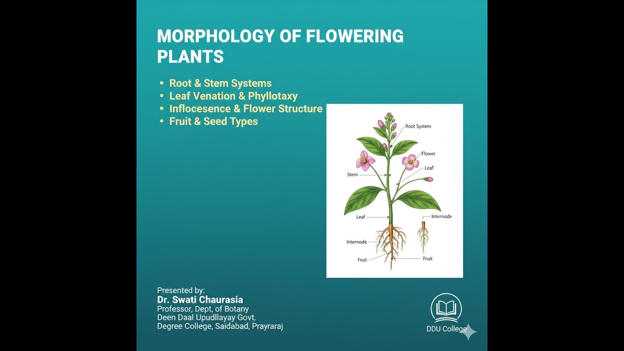 MORPHOLOGY OF FLOWERING PLANTS ​Presented by: Dr. Swati Chaurasia Professor, Dept. of Botany