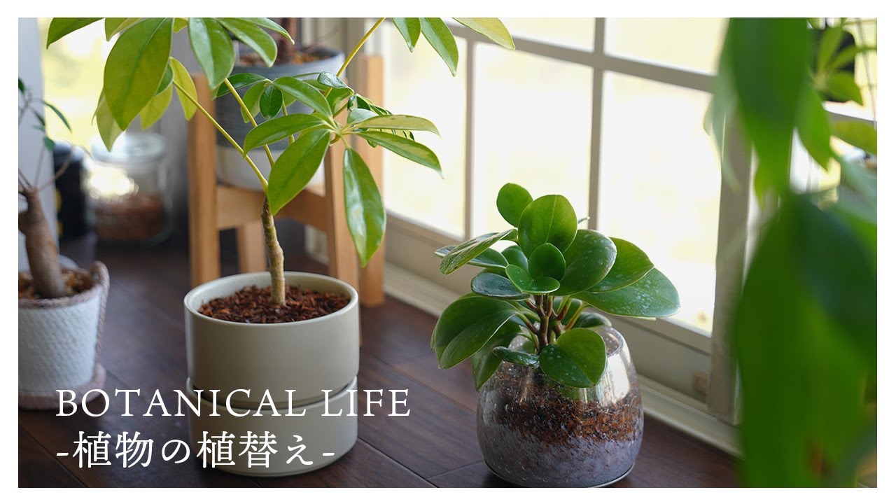 ようやくこの季節がやってきました...植物の植え替え作業