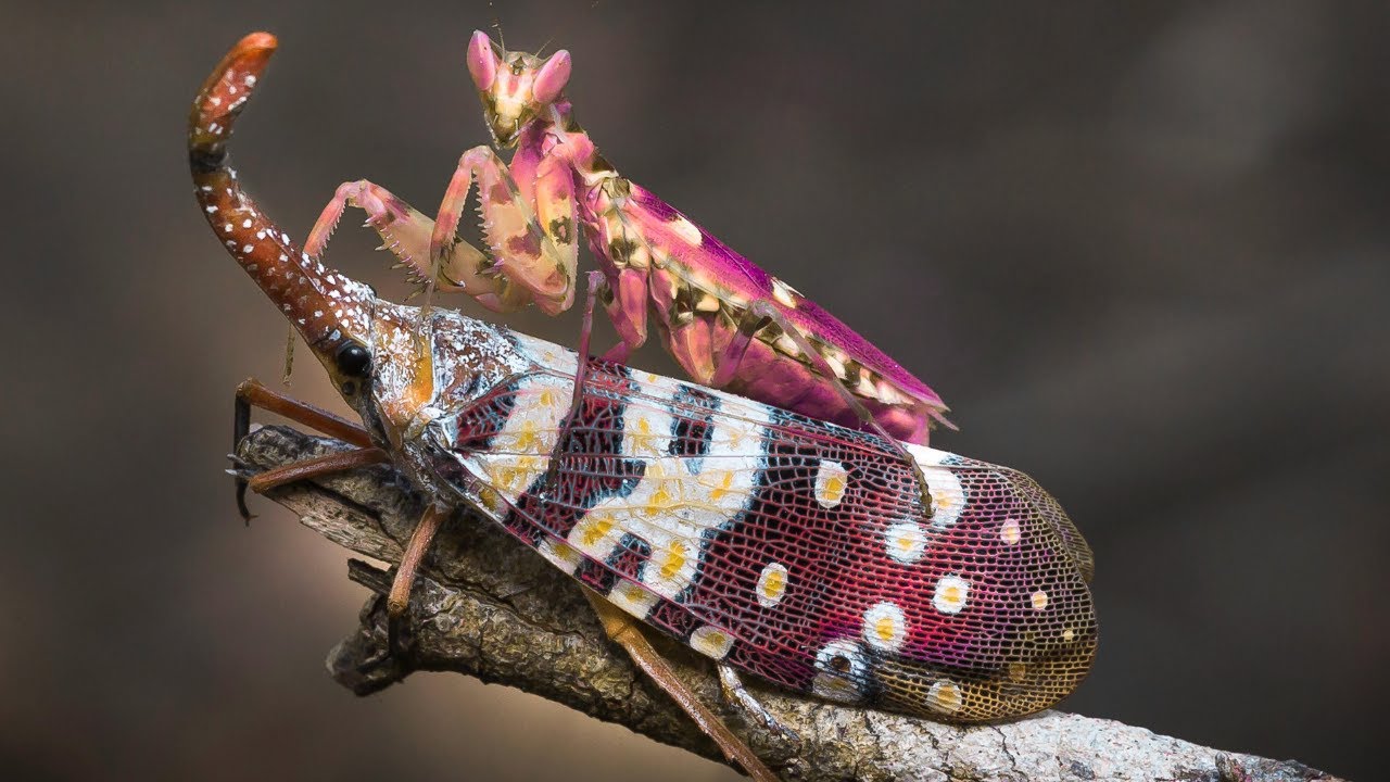 LOS INSECTOS MAS LETALES DEL PLANETA! #insectos #mosquitoes   #naturaleza #Curiosidades #bichos