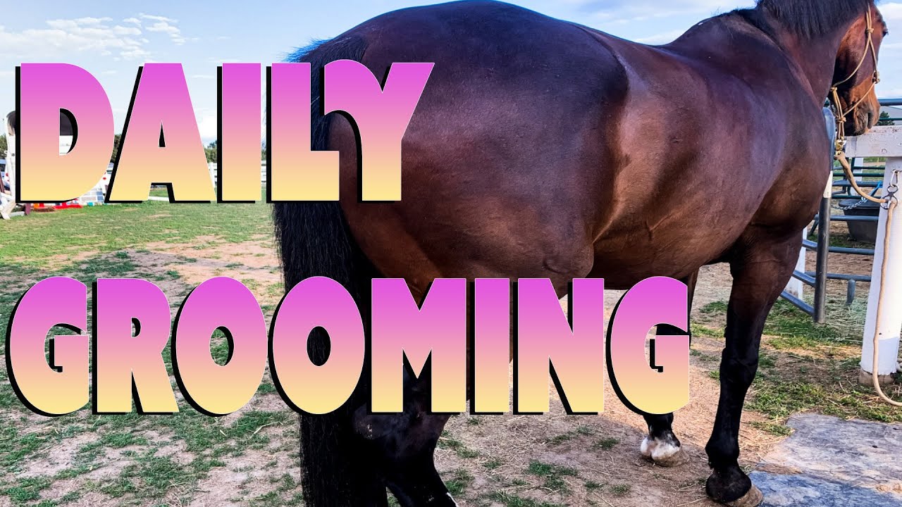 Summertime Daily Grooming! Grooming Your Horse Every Day - So Satisfying!