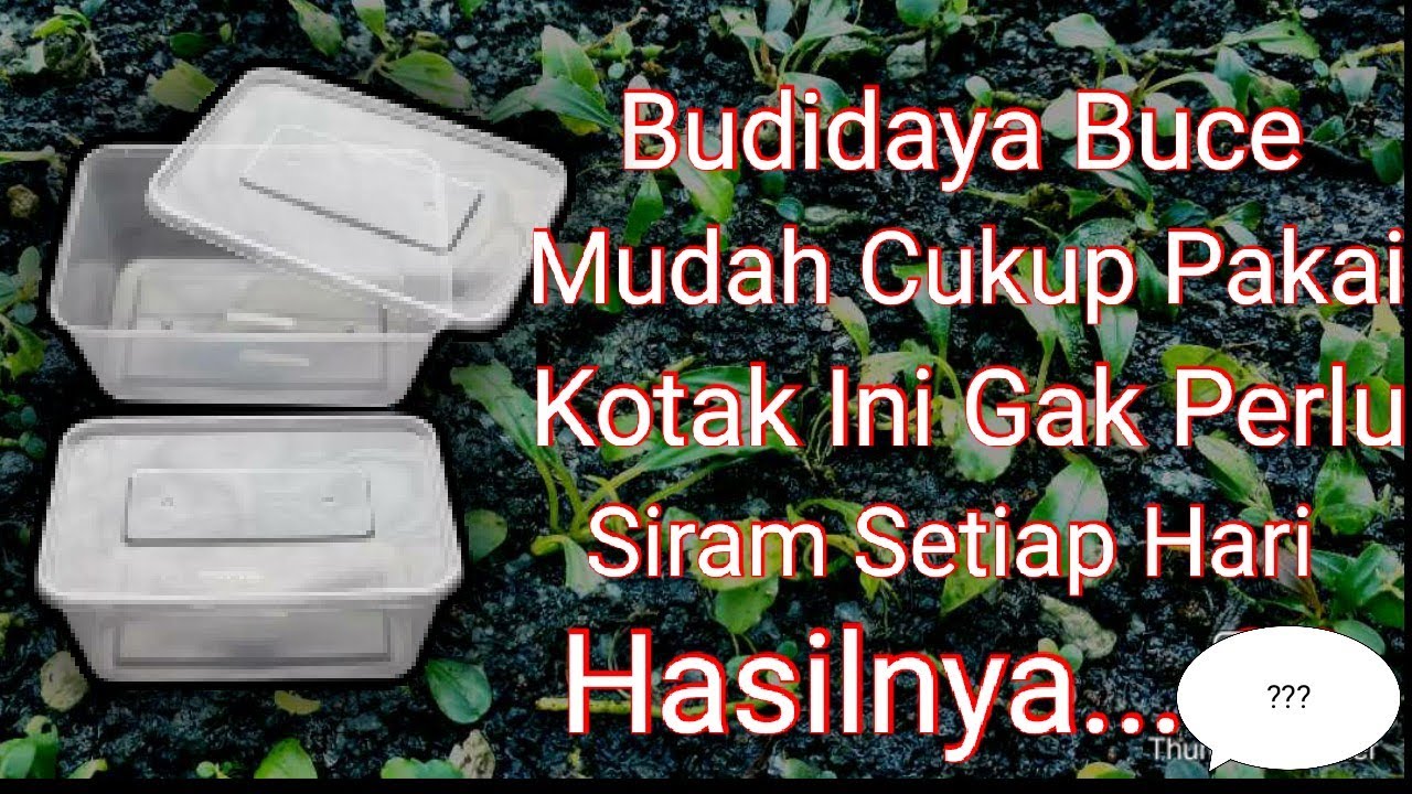 Tutorial Budidaya Bucepalandra Aquascape | Experimen Sukses