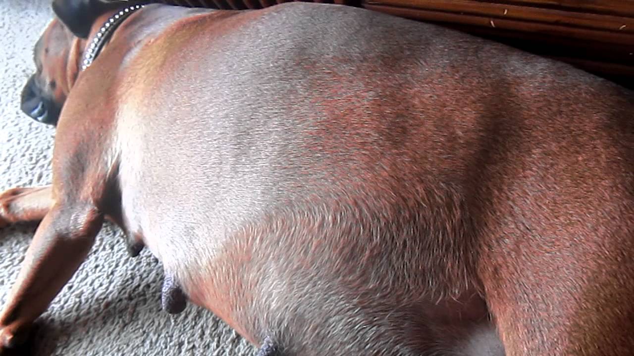 Pregnant Boxer's moving puppies