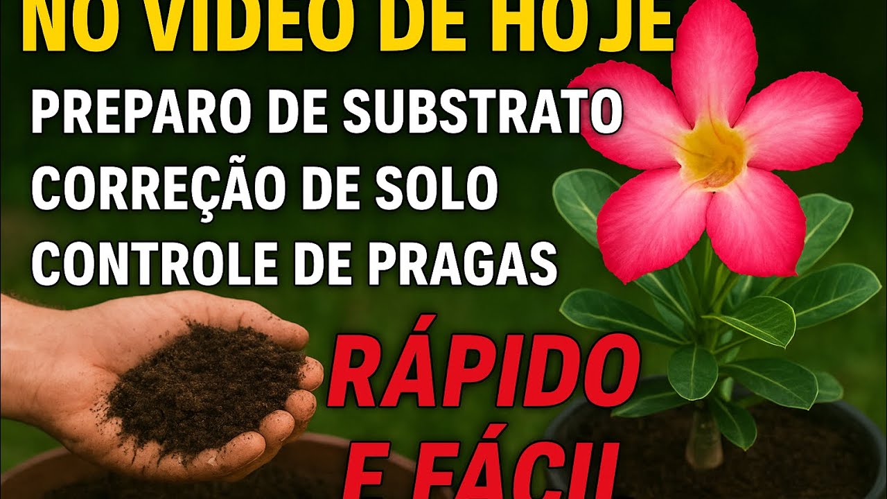 🌺 Rosa do Deserto: Substrato, Correção de Solo e Controle de Pragas Rápido e Fácil!