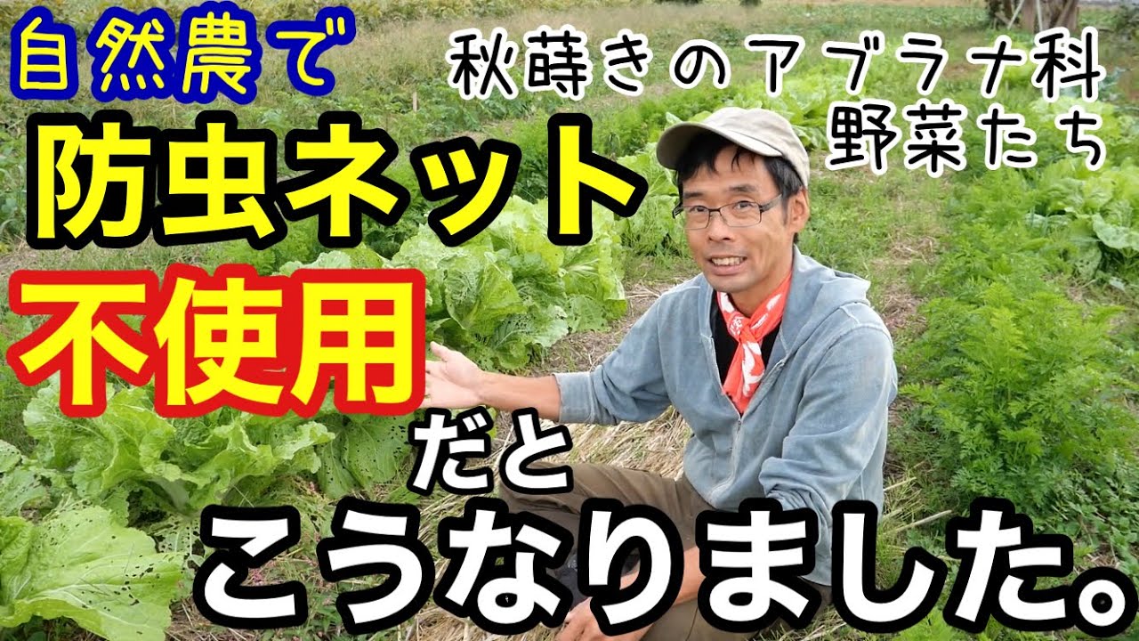 防虫ネットを使わなかった白菜やアブラナ科野菜の様子【自然農の畑】