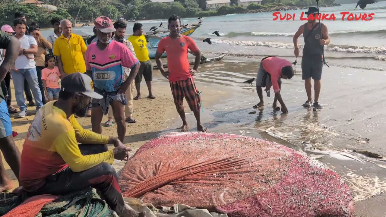 Traditional Sprats Fishing in Sri Lanka | Ma Dela Beach Seine | Sri Lanka Tours
