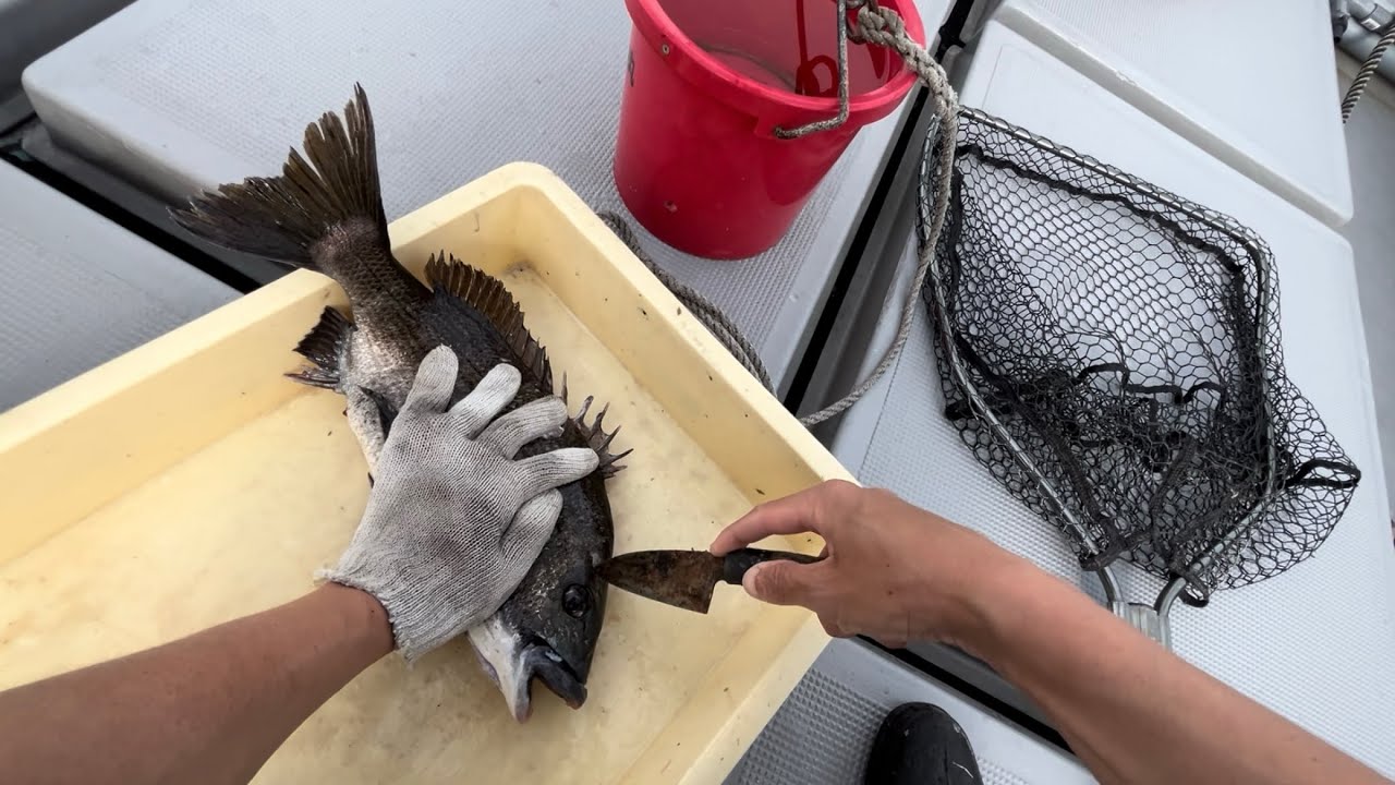 チヌの脳天締め、血抜き、神経締め、3枚おろし、刺身、切り身、兜割り