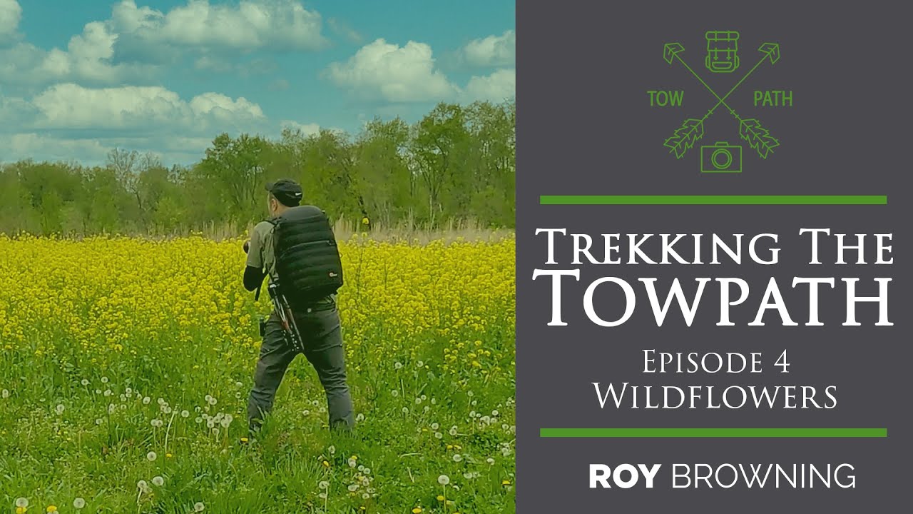 Trekking The Towpath: EP4 - Wildflowers