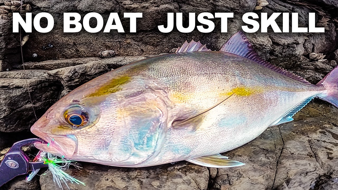 Massive Amberjack Caught From Shore