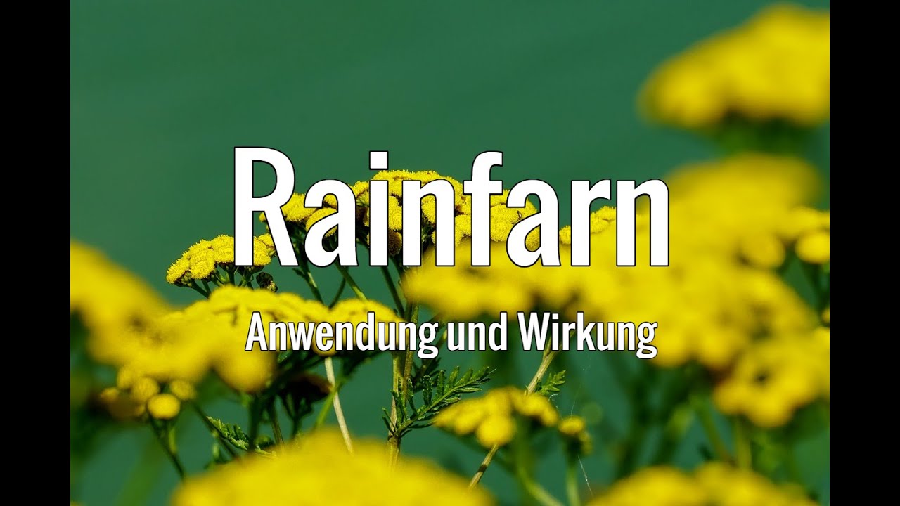 (Essbare) Wildkr&auml;uter: Der Rainfarn