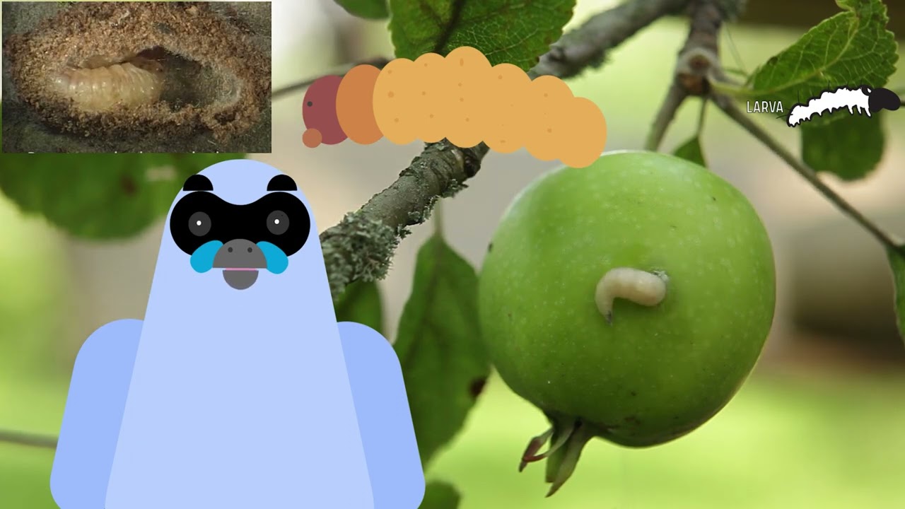 Codling Moths