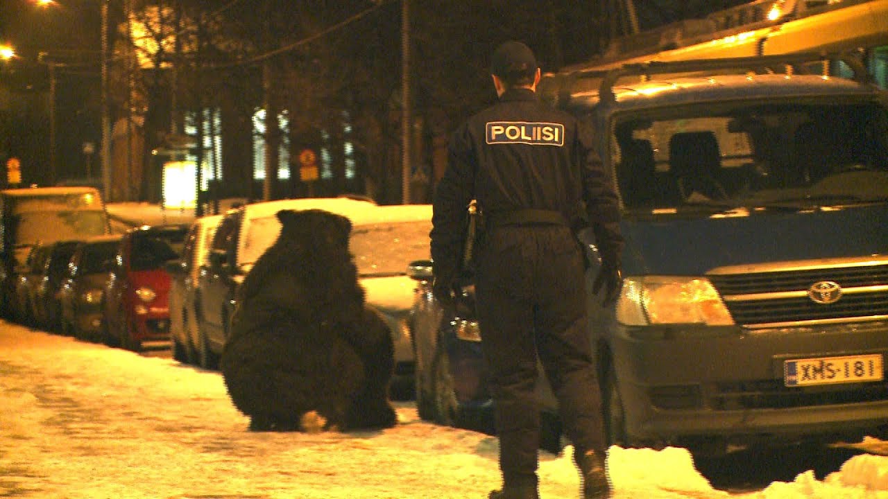 Bear Attack Prank!!