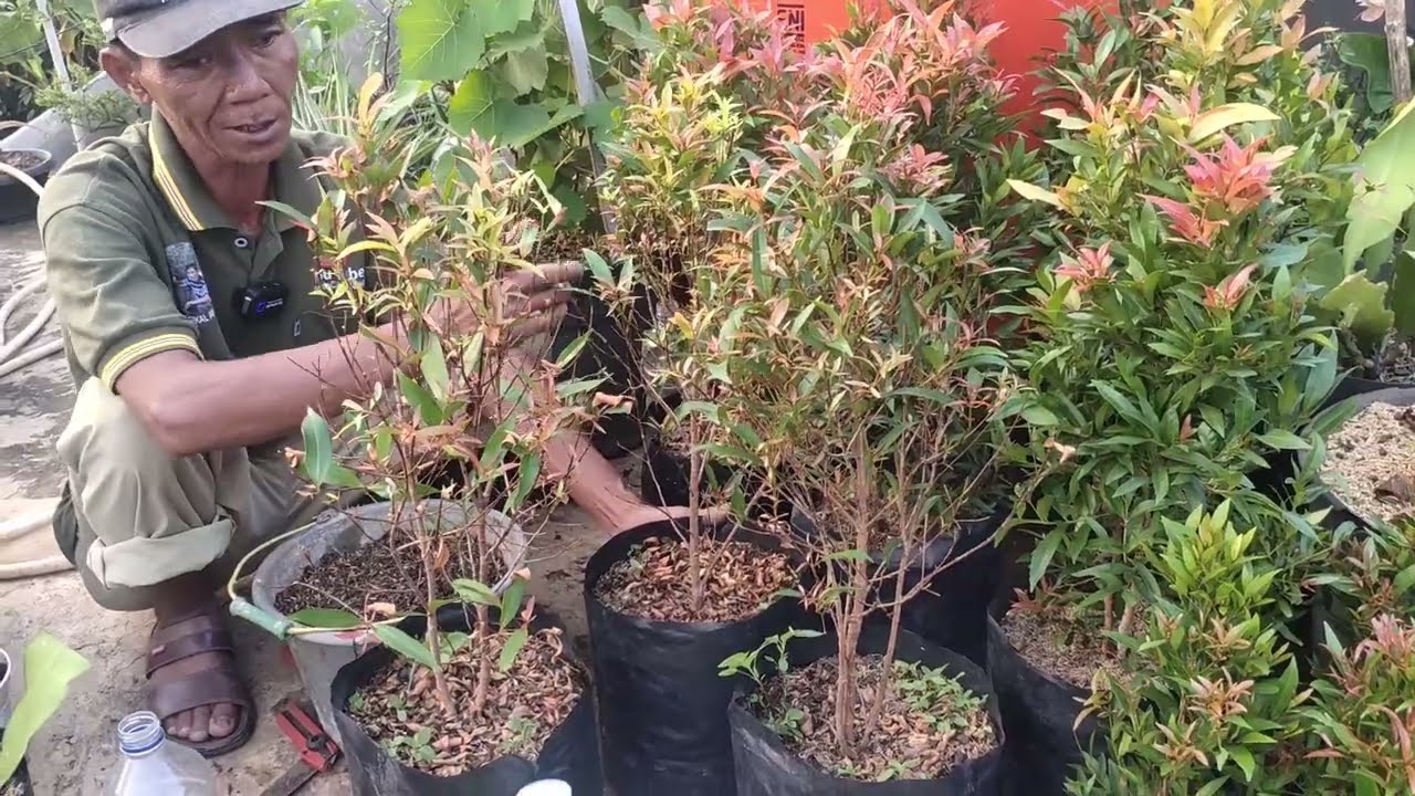CARA MENGATASI PUCUK MERAH DAUN NYA MENGERING !!