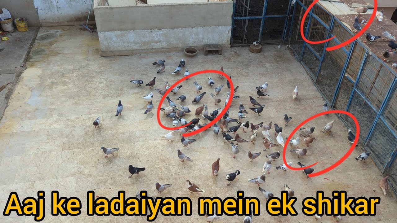 aj ka ladaiyan mein ek shikar 🥳🥳🕊️🕊️🕊️