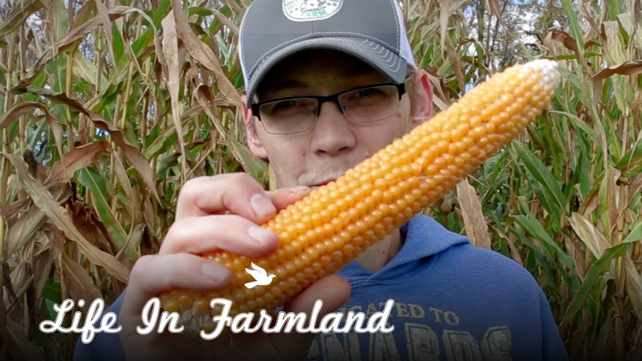 Harvesting Popcorn From The Garden