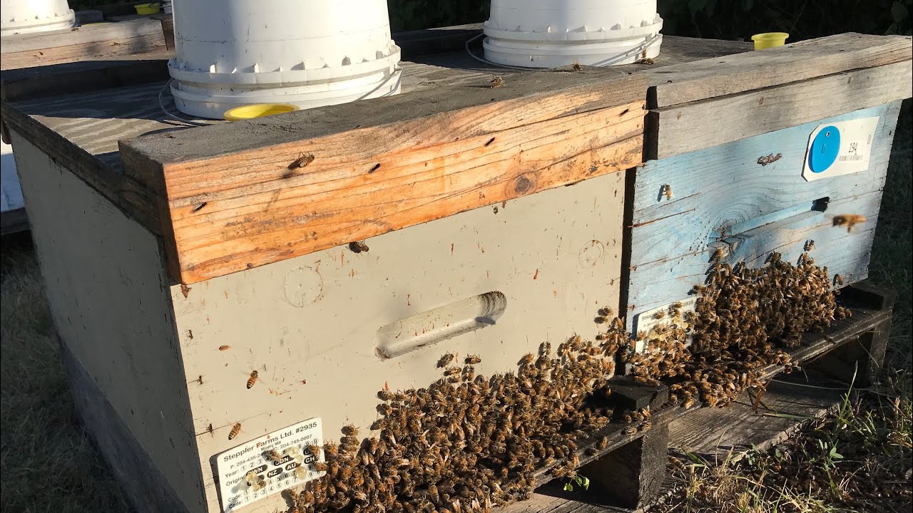 Last Honey Box Pulled In - August 31, 2020