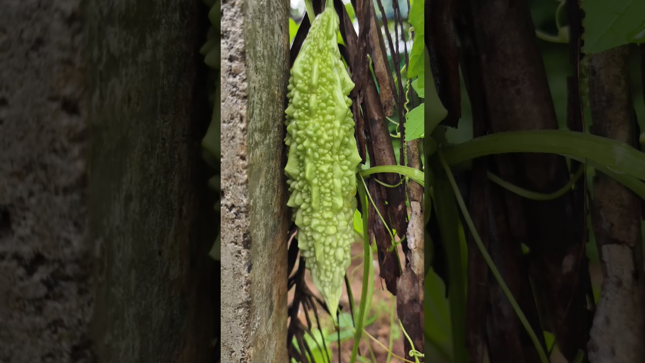 Pavakka, Kaypakka, Pakarkay, Bitter gourd, Vegitable farming, #Organic #Farming #FarmLife #vegetable