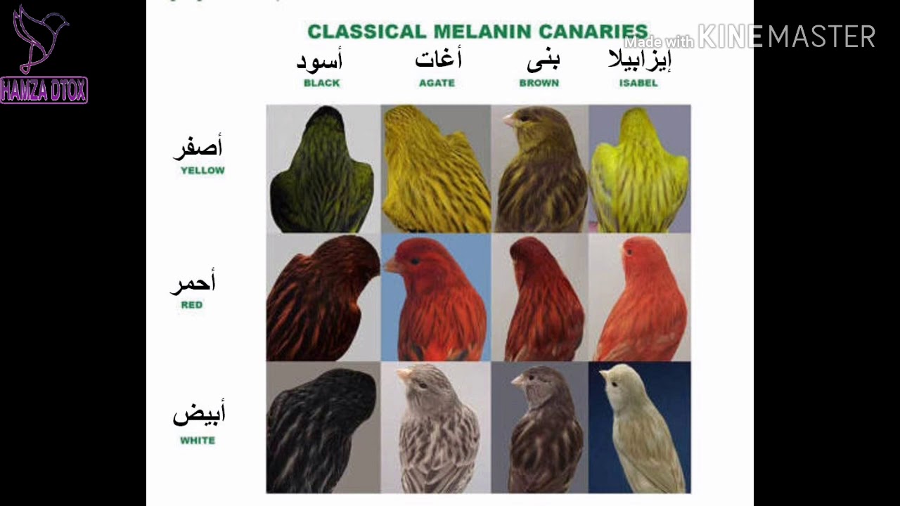طفرات الكناري (الميلانين) الساتيني اڨات