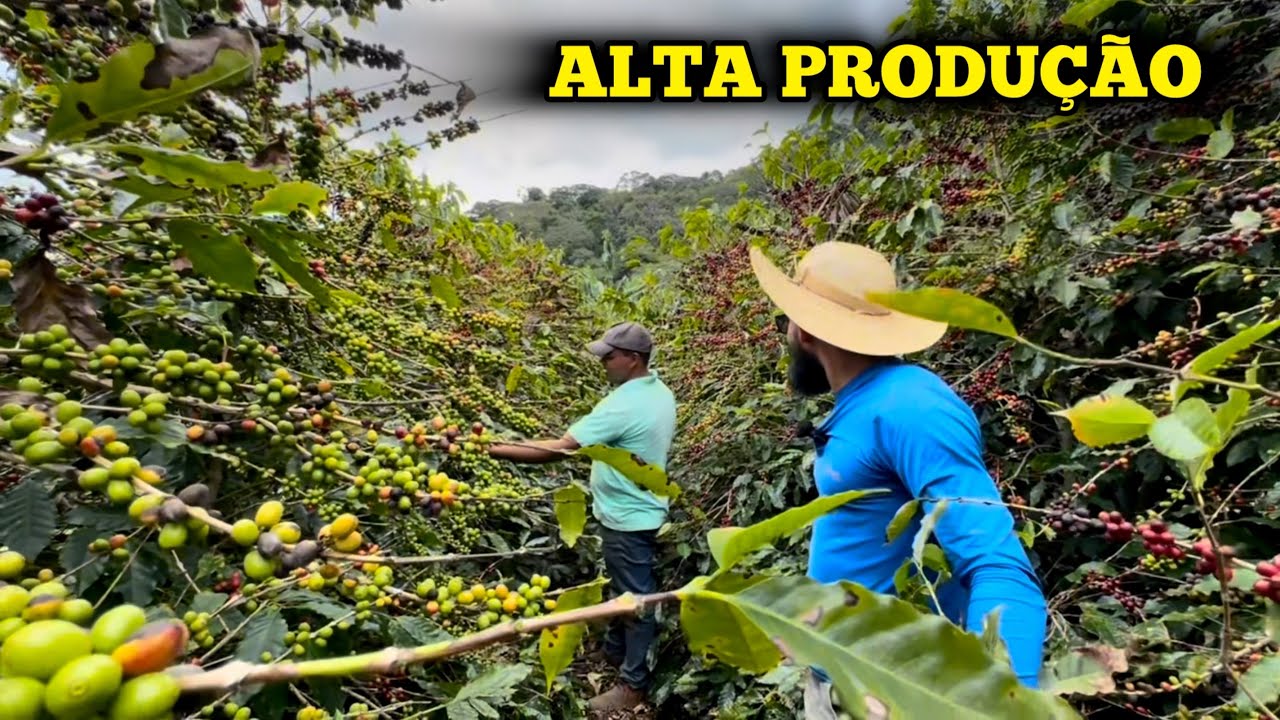 VARIEDADE DE CAFÉ ARÁBICA COM ALTA PRODUÇÃO 