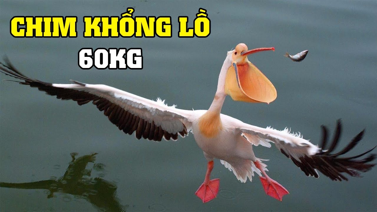 Những Loài Chim Khổng Lồ | Khám Phá Thế Giới Động Vật