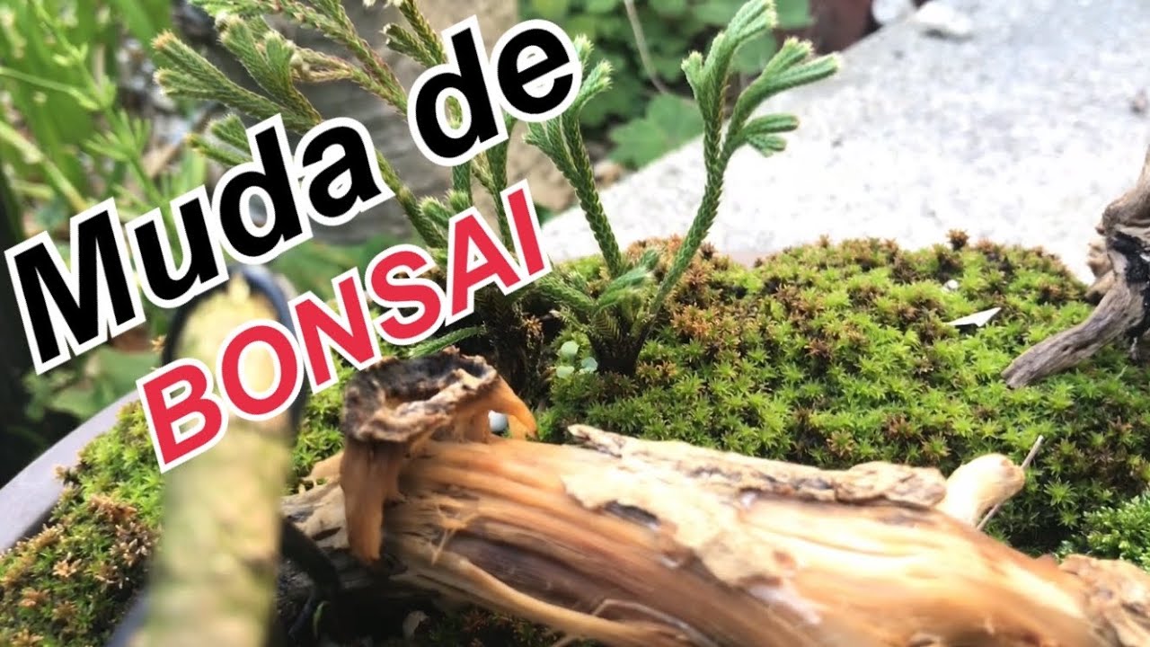 Muda de Bonsai