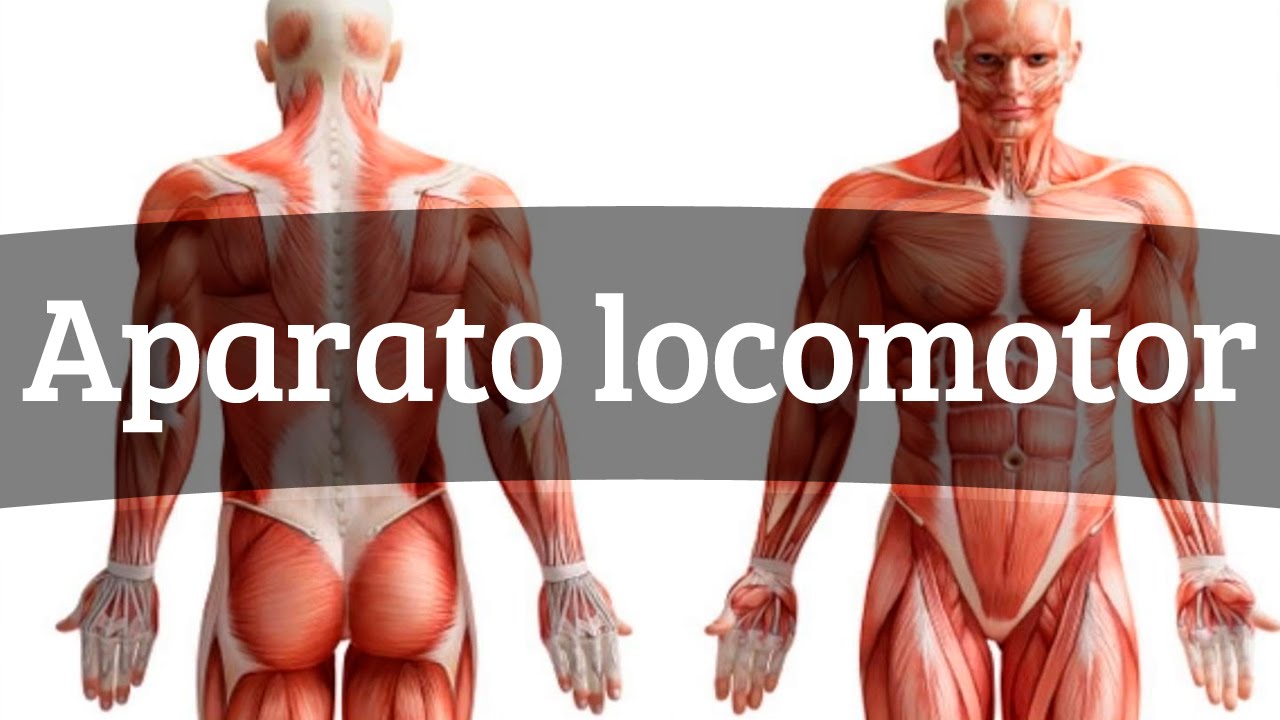 El aparato locomotor
