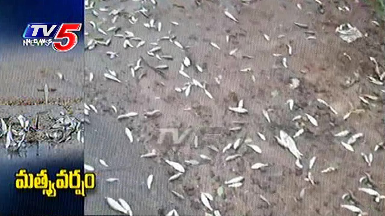 Fish Rain in Nuziveedu | Fishes Fall From the Sky | TV5 News
