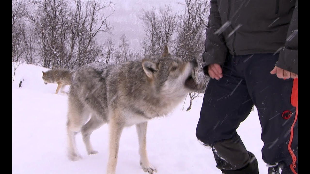 Wolf Bites Steve Backshall | Deadly 60 | Series 2 | BBC