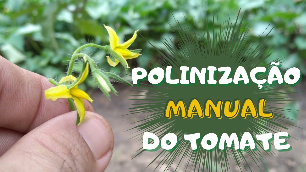 Polinização Manual do Tomateiro