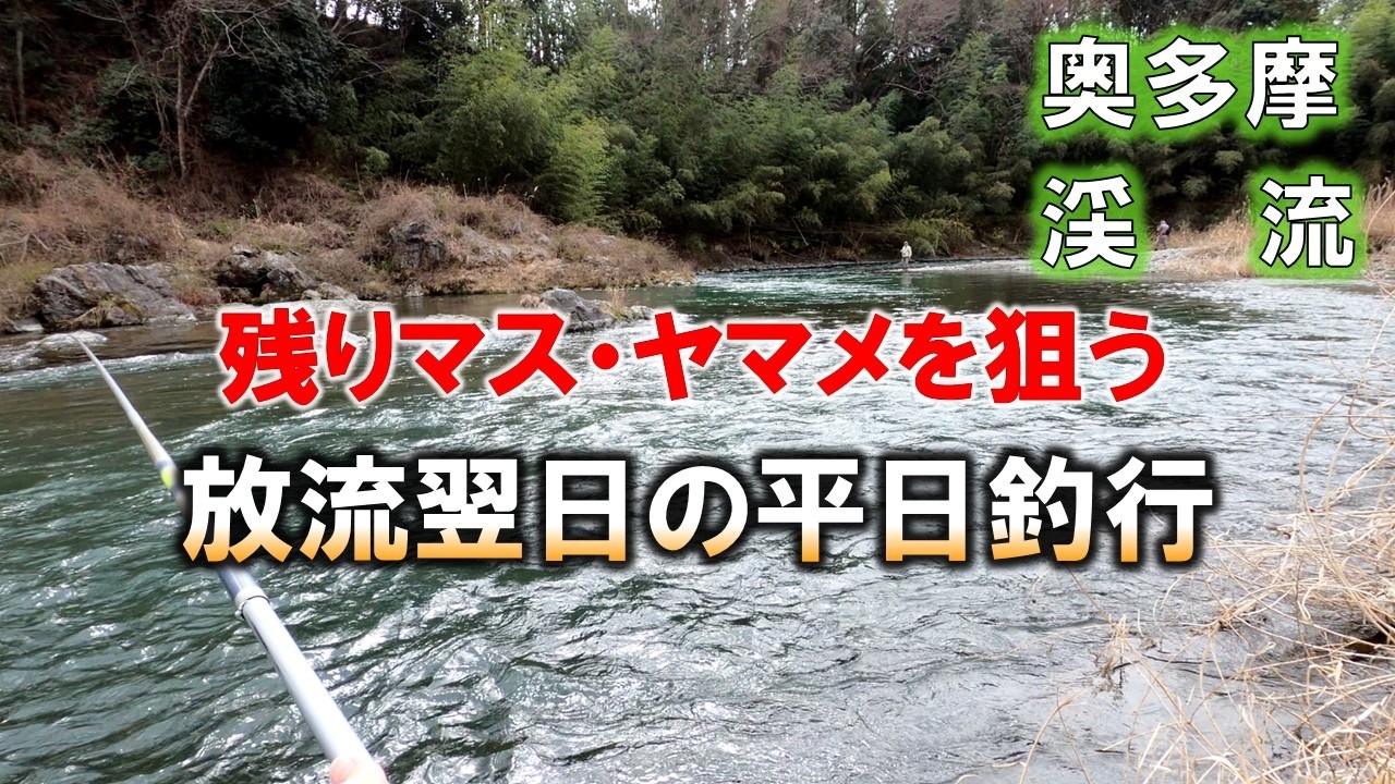 【奥多摩渓流釣り】放流翌日は残り渓魚を求めて大勢の釣り人が放流場所に集まり、まるでお祭り状態。中流域に放流された翌日に行ってみた。さてその釣果はいかに。2026/3/16