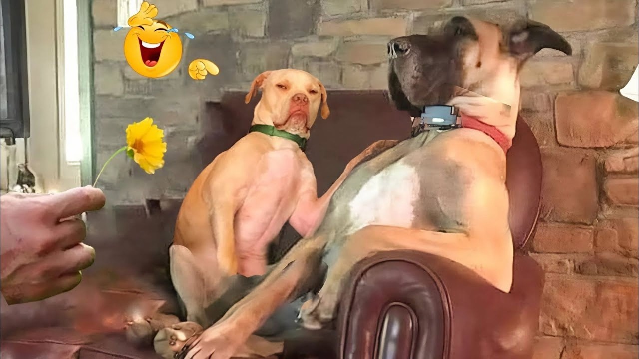 Hilarious Dog Moments That Turned Normal Days Into Chaos 🐶😂