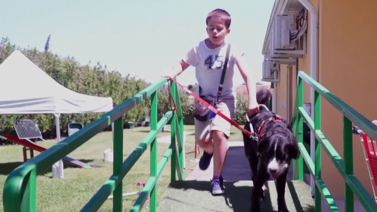 À l'école des chiens d'aveugles pour enfants - La Maison des maternelles 