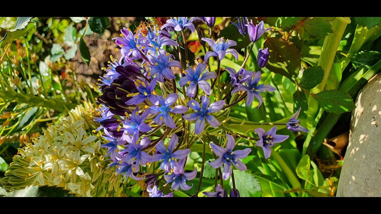Como germinar semillas de Scilla peruviana  - Oncostema - Jacinto peruano - Esquila portuguesa