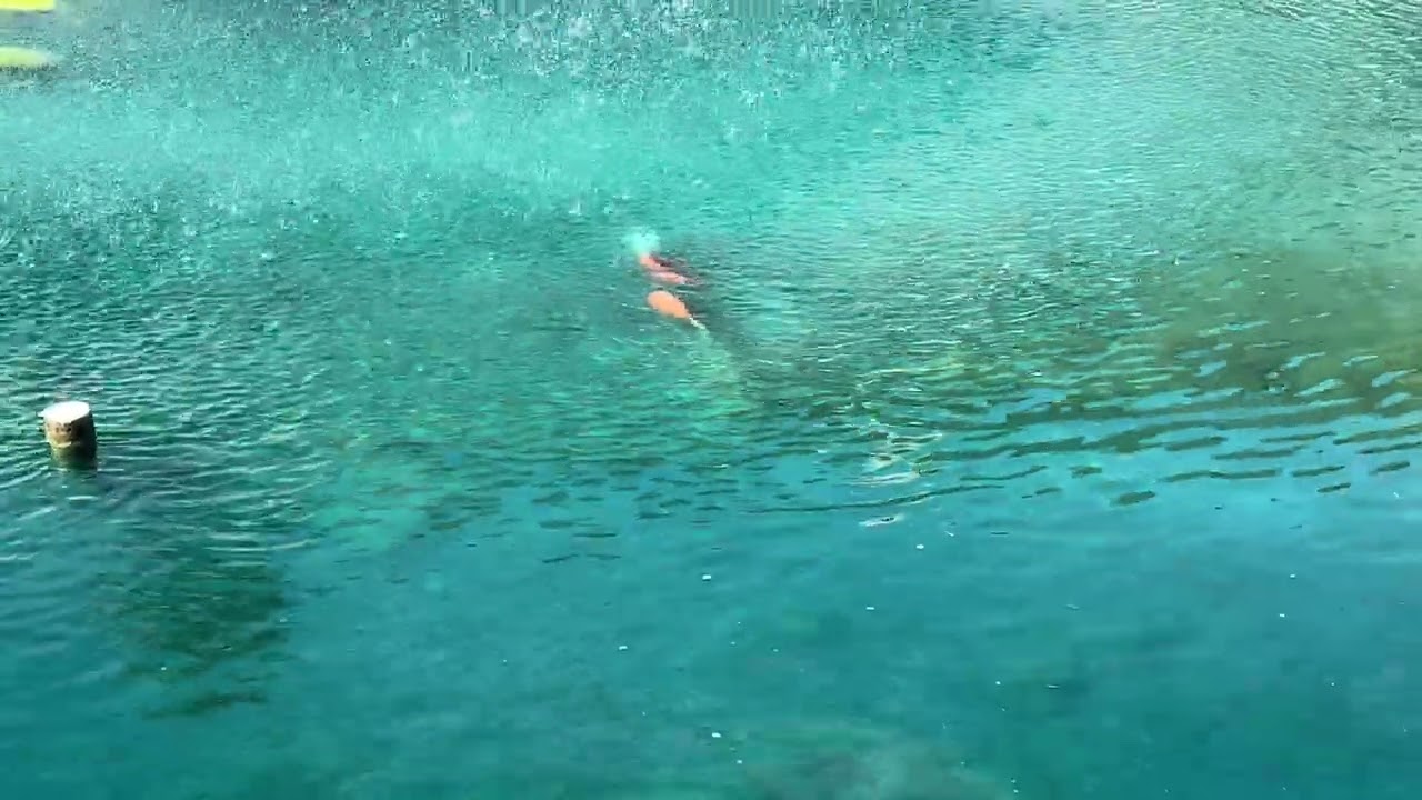 I saw the fish