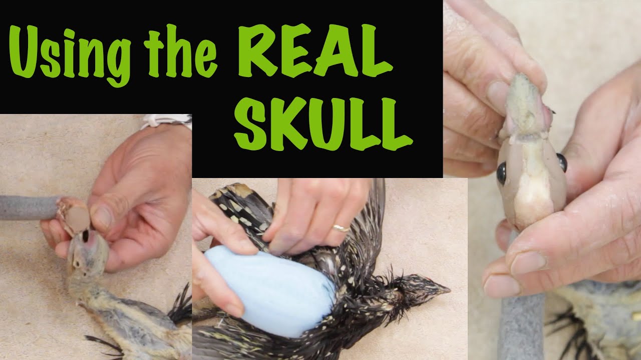 Spruce Grouse Taxidermy. Using real skull.