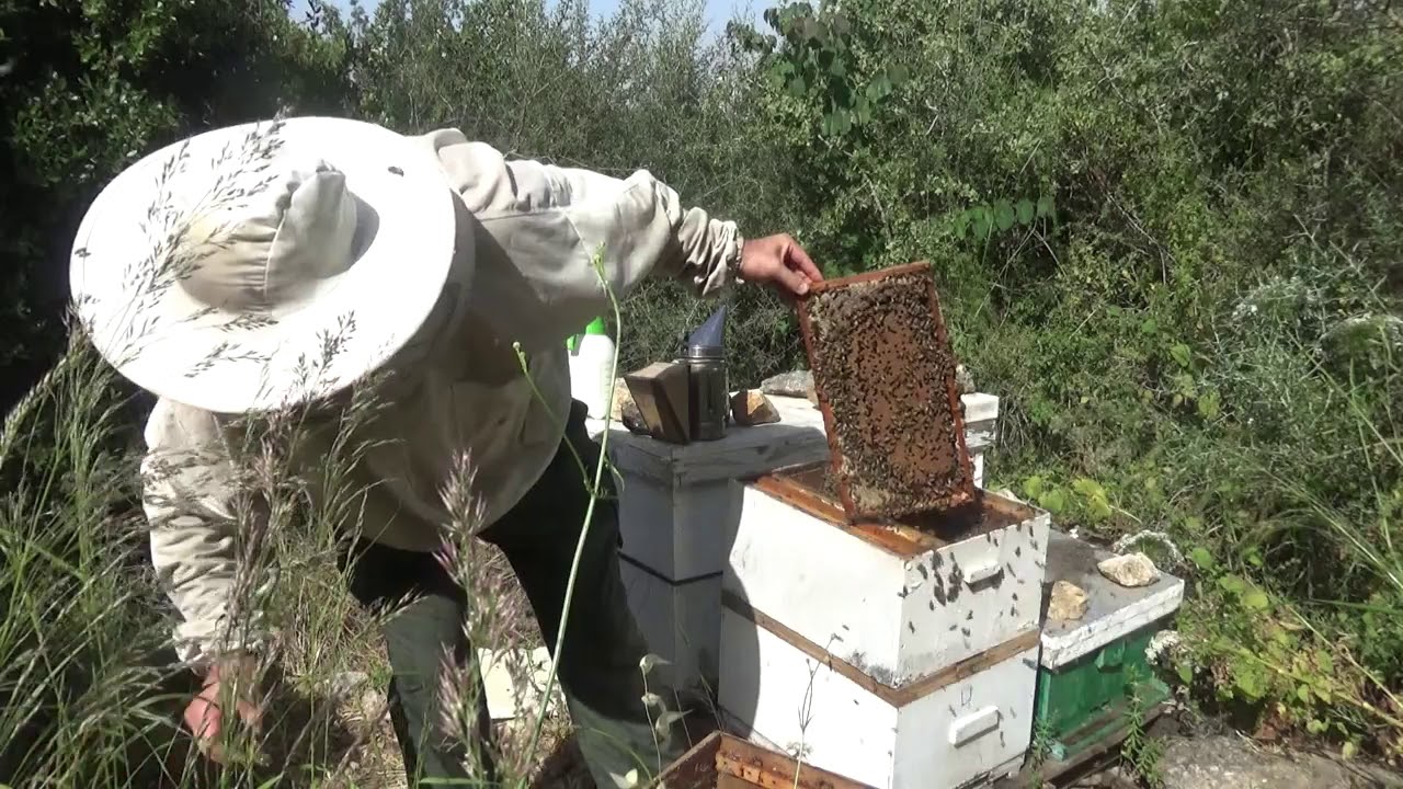 состояние роя который висел на дереве месяц и пересадка его