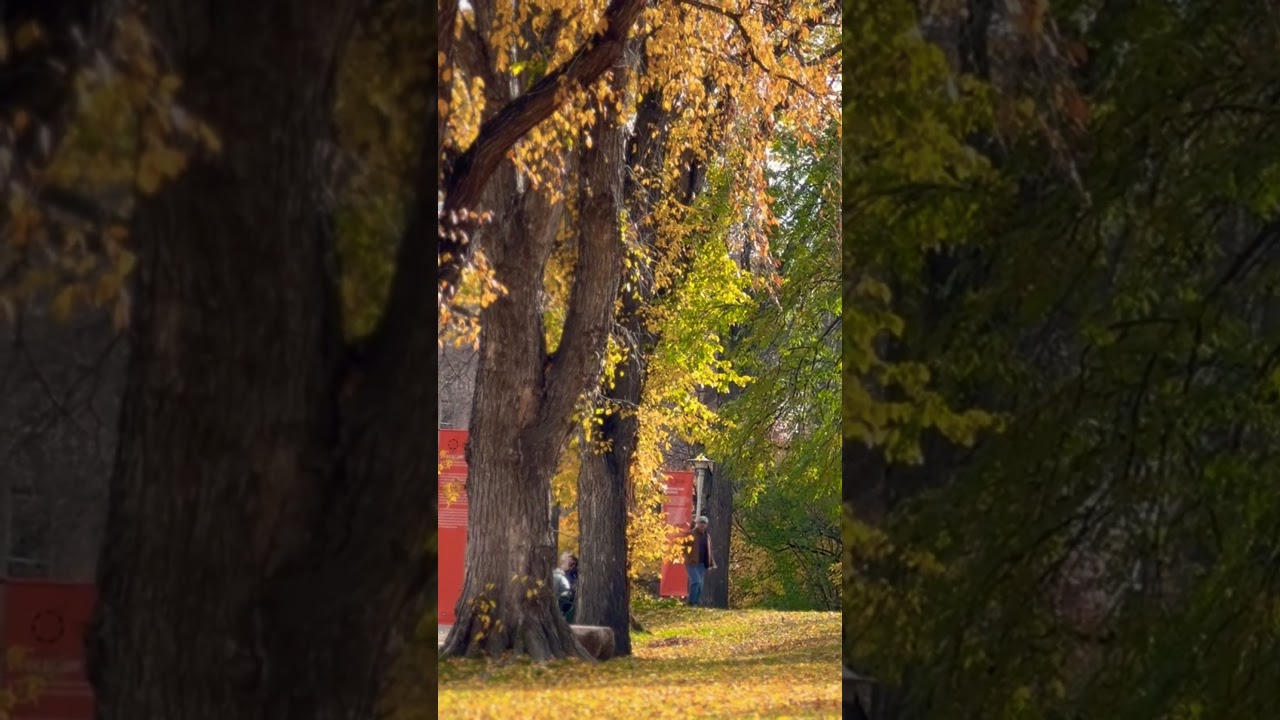 Visiting USask at Fall #canada   #university @Usask #fallcolours #nature #beautiful #walkthrough