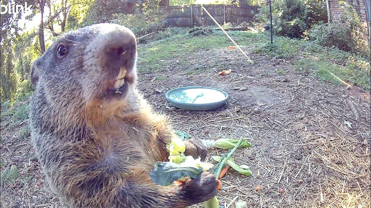 Say CHEESE! 
