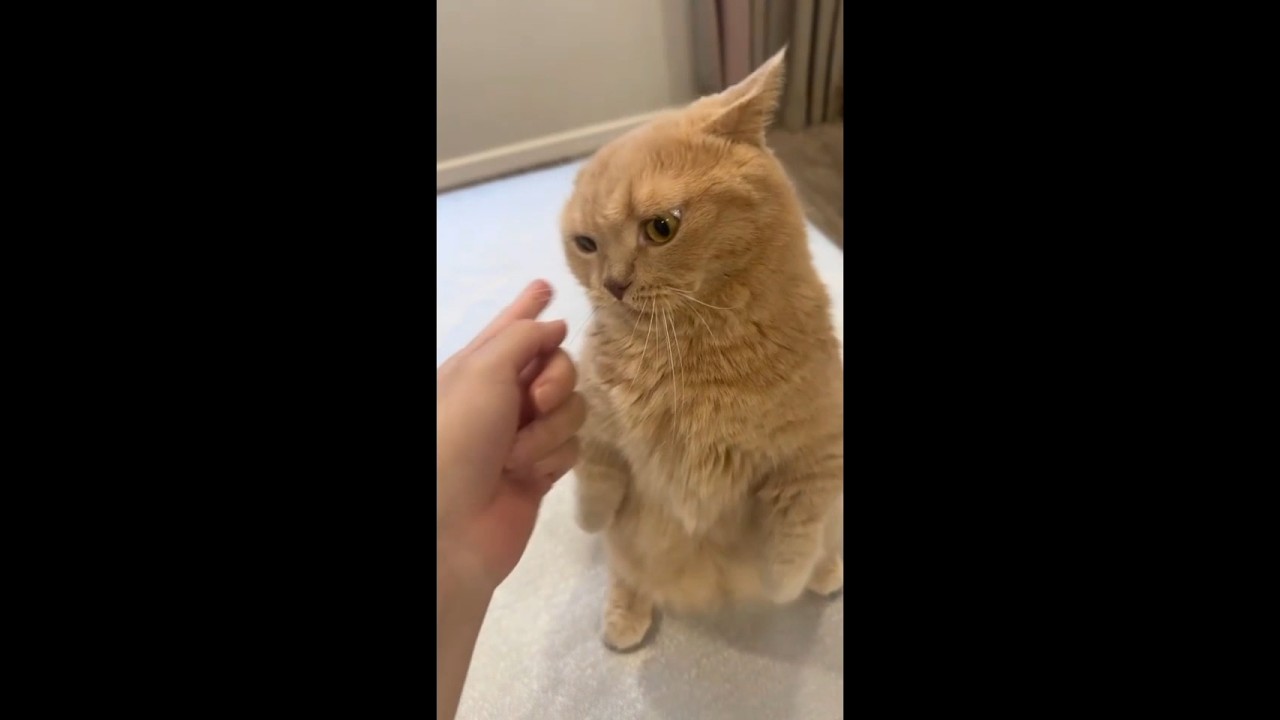 Your Finger Challenges a Cat Paw 😹🐾 