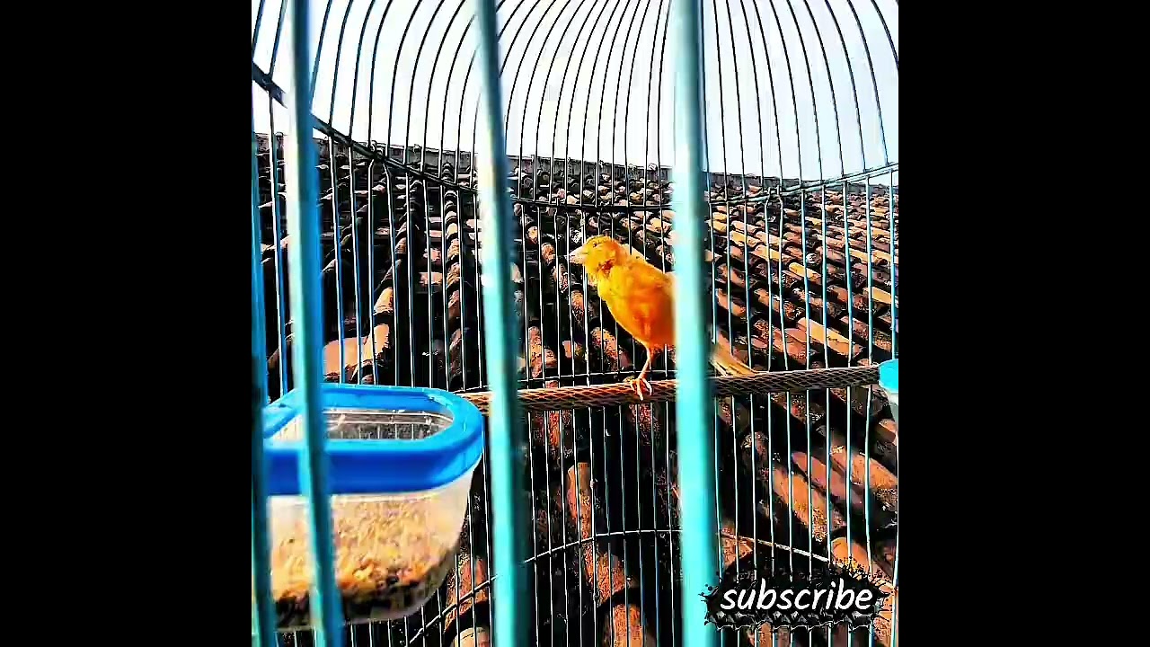 Masteran kenari durasi panjang!! Pancingan kenari malas bunyi ! Masteran kenari paud