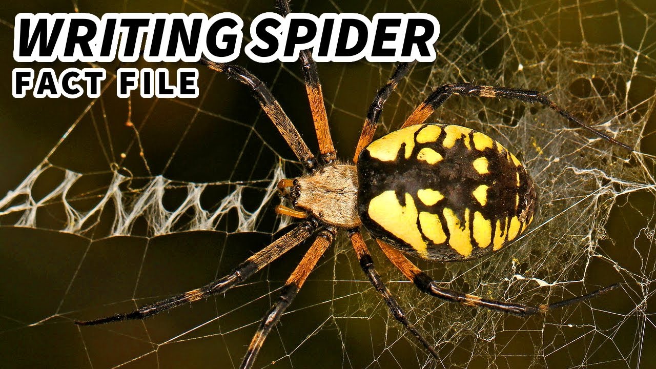 Записываем факты о пауках: ЖЕЛТЫЙ САДОВЫЙ ПАУК 🕷️ Файлы с фактами о животных
