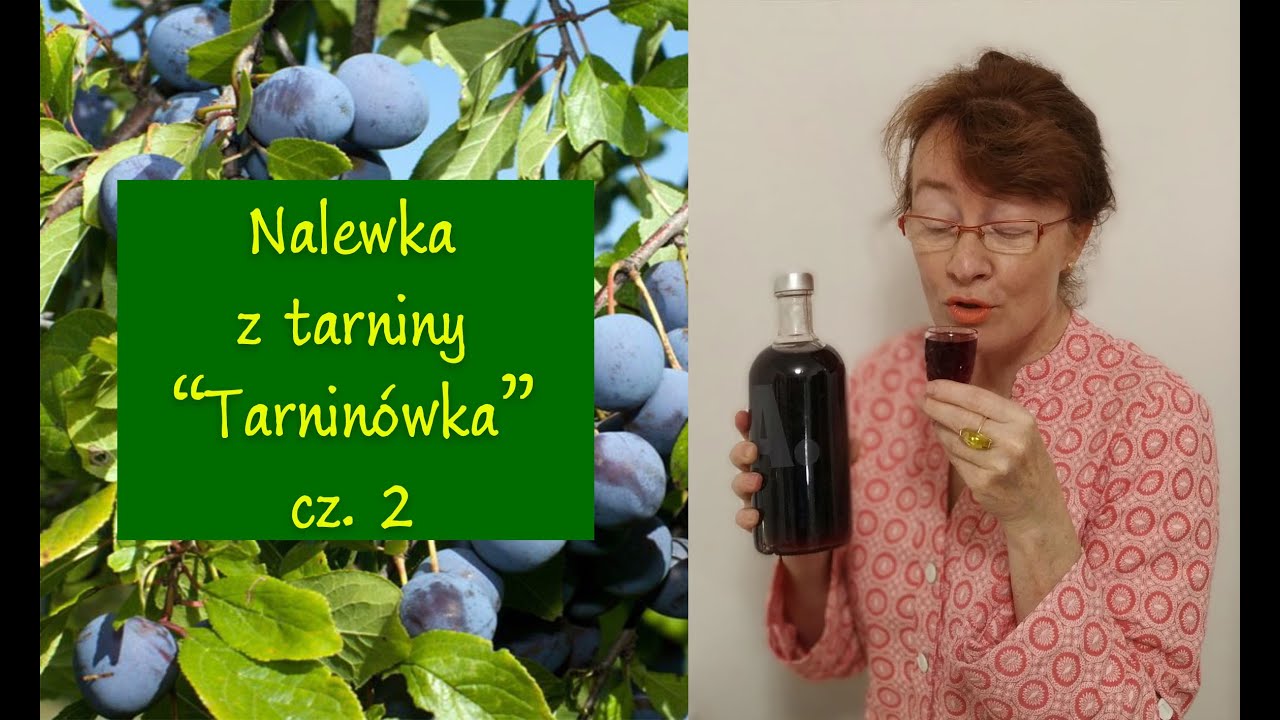 Nalewka z tarniny   Tarninówka   cz  2