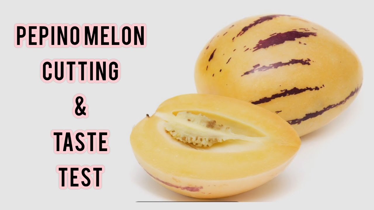 What is Sweet Cucumber? | Pepino Melon Fruit Taste Test in Georgia | Samia's Kitchen