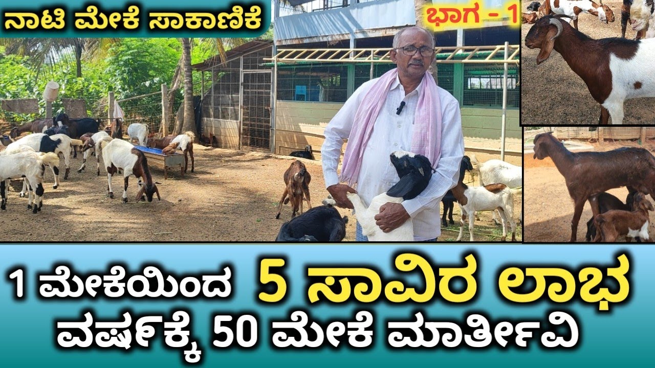 ನಾವು ರೈತರು ನಮ್ಮ productಗೆ ನಾವು rate fix ಮಾಡಕ್ಕಾಗಲ್ಲ| 1 ಮೇಕೆಯಿಂದ 5000 ಲಾಭ | ವಷ೯ಕ್ಕೆ 50 ಮೇಕೆ ಮಾತೀ೯ವಿ|