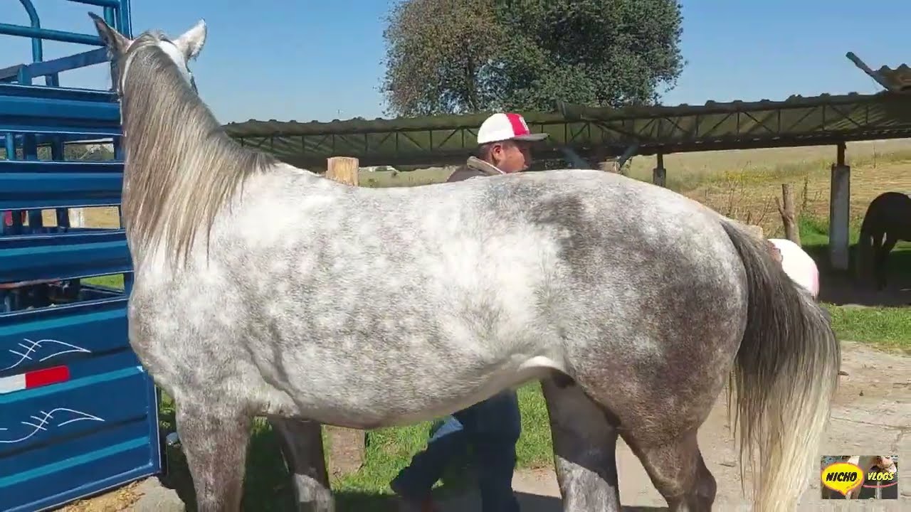 CHULOS CABALLOS EN ESTAS FECHAS DE FIESTA EN EL RANCHO LAS TABLAS.
